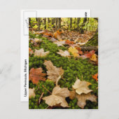 Foto natumn Forest Floor Briefkaart (Voorkant / Achterkant)