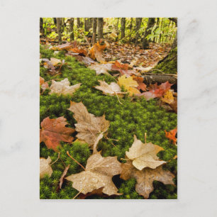 Foto natumn Forest Floor Briefkaart