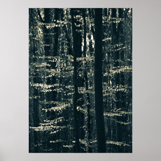 Foto natuur beukenbos poster (Voorkant)