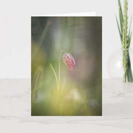 Foto Natuur kauwbloem Kaart