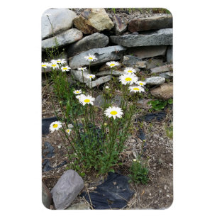 Foto Natuur Montana Wild Daisies Flowers Magneet