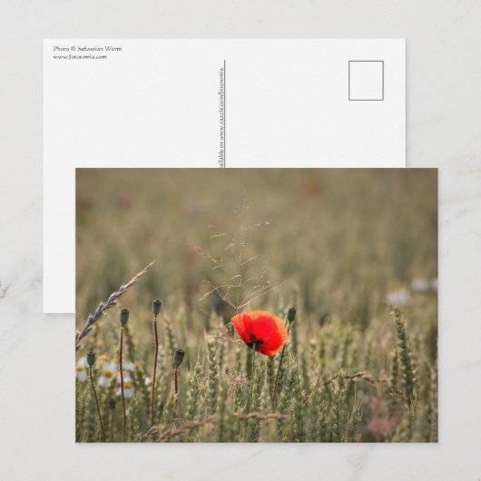 Foto Natuur papavery Briefkaart (Voorkant / Achterkant)