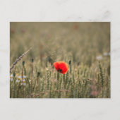 Foto Natuur papavery Briefkaart (Voorkant)