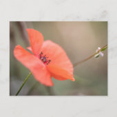 Foto Natuur papavery Briefkaart (Voorkant)