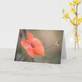 Foto Natuur papavery Kaart (Gele Bloem)