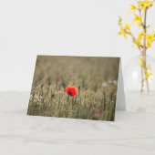 Foto Natuur papavery Kaart (Gele Bloem)