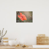 Foto Natuur papavery Poster (Keuken)