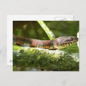 foto noordelijke waterslang briefkaart (Voorkant / Achterkant)