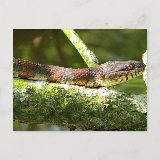 foto noordelijke waterslang briefkaart (Voorkant)