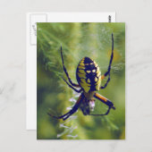 Foto Orb Weaver Spider Briefkaart (Voorkant / Achterkant)