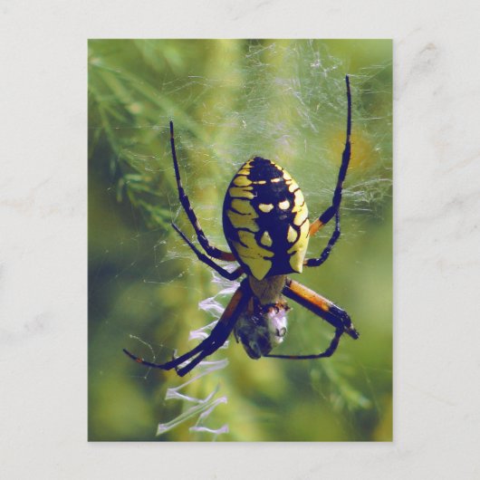 Foto Orb Weaver Spider Briefkaart (Voorkant)