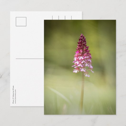 Foto Orchid Natuur Briefkaart (Voorkant / Achterkant)