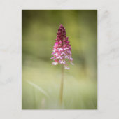 Foto Orchid Natuur Briefkaart (Voorkant)