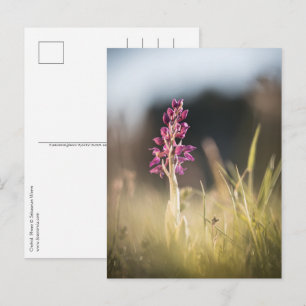 Foto Orchid Natuur Briefkaart