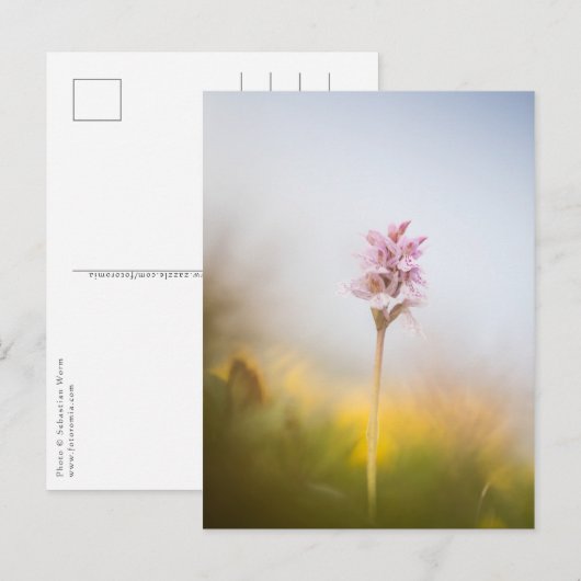 Foto Orchid Natuur Briefkaart (Voorkant / Achterkant)