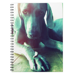 Foto ouderwetse Weimaraner Notitieboek