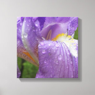 Foto Paarse iris Canvas Afdruk
