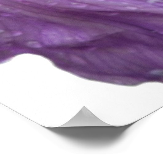 Foto Paarse iris Poster (Hoek)