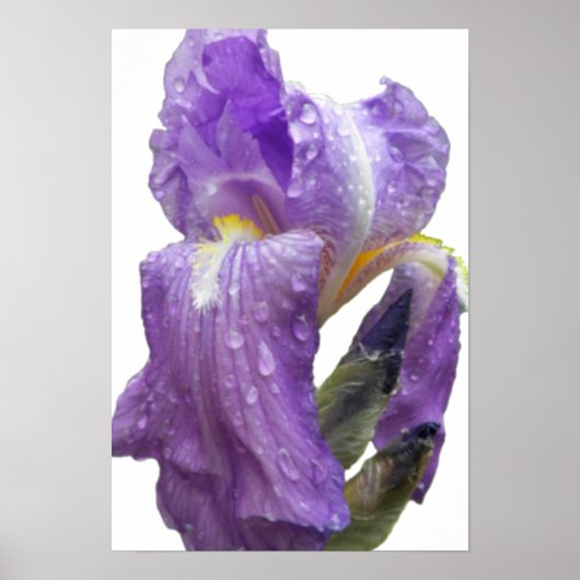 Foto Paarse iris Poster (Voorkant)
