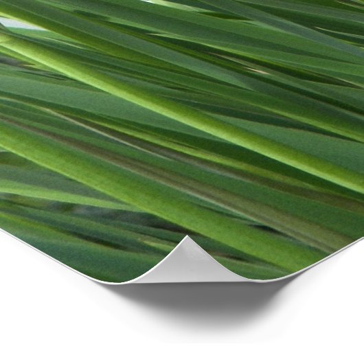 Foto Paarse iris Poster (Hoek)