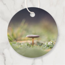 Foto paddenstoel Natuur