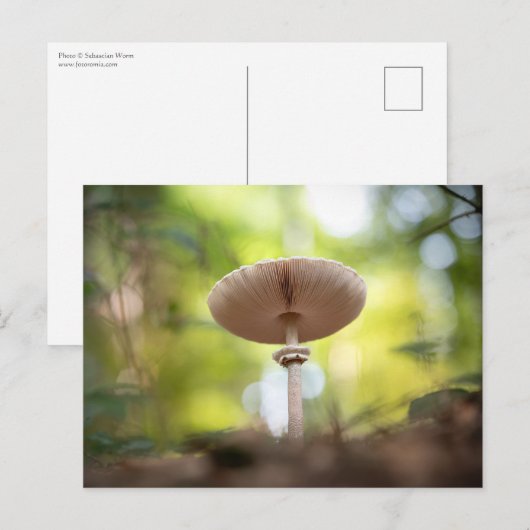 Foto paddenstoel Natuur Briefkaart (Voorkant / Achterkant)