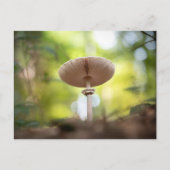 Foto paddenstoel Natuur Briefkaart (Voorkant)