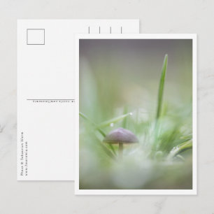 Foto paddenstoel Natuur Briefkaart