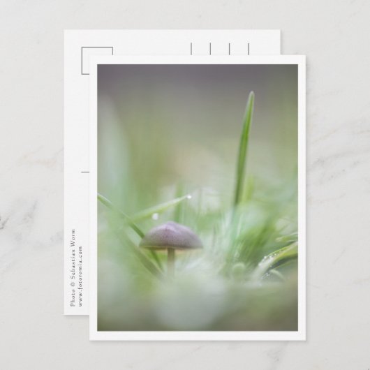Foto paddenstoel Natuur Briefkaart (Voorkant / Achterkant)
