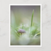 Foto paddenstoel Natuur Briefkaart (Voorkant)