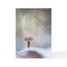 Foto paddenstoel Natuur