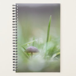 Foto paddenstoel Natuur Planner