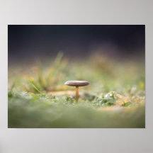 Foto paddenstoel Natuur