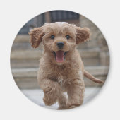 Foto Pet | Afbeelding Upload Cute Schattige Dog Magneet (Voorkant)