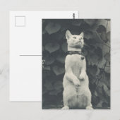  foto Pet Cat Briefkaart (Voorkant / Achterkant)