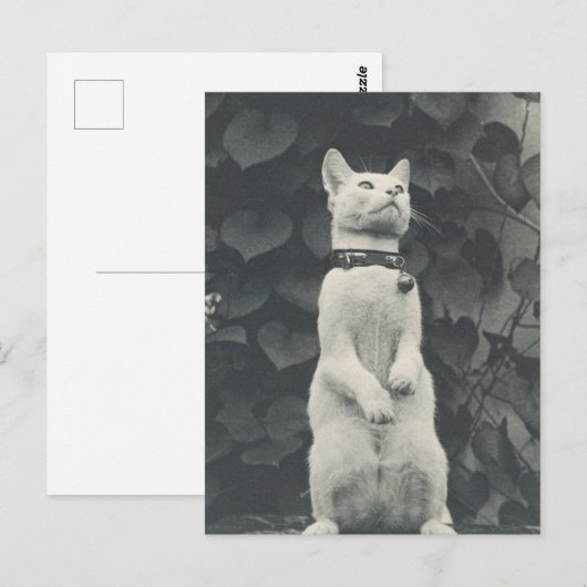  foto Pet Cat Briefkaart (Voorkant / Achterkant)