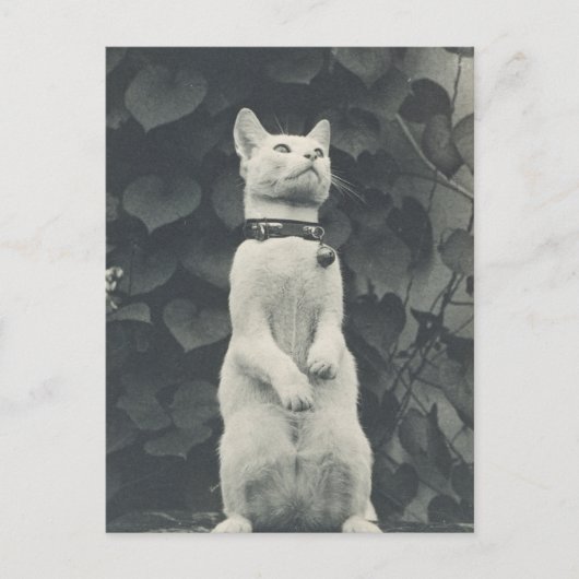  foto Pet Cat Briefkaart (Voorkant)