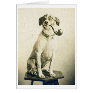  foto - Pipe Smoking Dog,