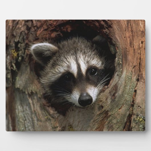 Foto Plaque-Raccoon in boom Fotoplaat (Voorkant)