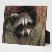 Foto Plaque-Raccoon in boom Fotoplaat (Zijkant)