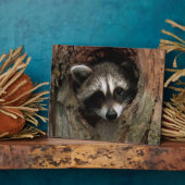 Foto Plaque-Raccoon in boom Fotoplaat (Zijkant)