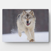 Foto Plaque-Wolf Plaque Fotoplaat (voorkant)