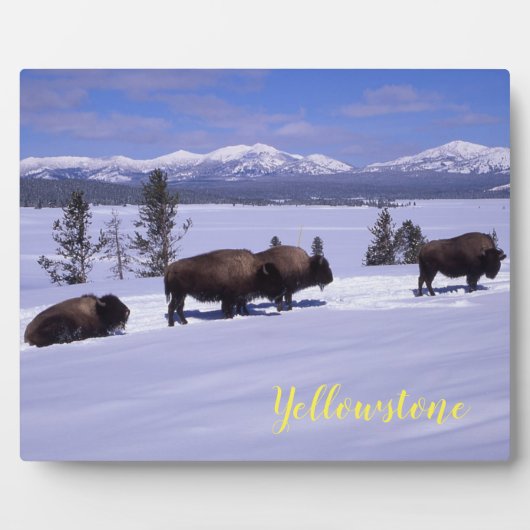 Foto Plaque-Yellowstone Buffalo Fotoplaat (Voorkant)