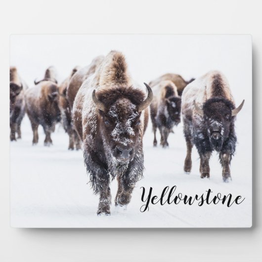 Foto Plaque-Yellowstone Buffalo Fotoplaat (Voorkant)