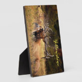 Foto Plaque-Yellowstone Elk Fotoplaat (Zijkant)