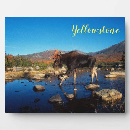 Foto Plaque-Yellowstone Moose Fotoplaat (Voorkant)