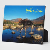 Foto Plaque-Yellowstone Moose Fotoplaat (Zijkant)