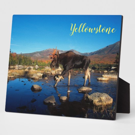 Foto Plaque-Yellowstone Moose Fotoplaat (Zijkant)
