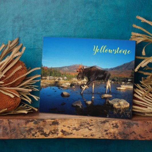 Foto Plaque-Yellowstone Moose Fotoplaat (Zijkant)