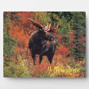 Foto Plaque-Yellowstone Moose Fotoplaat